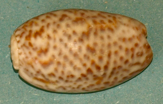 Molluschi da sito archeologico asia centrale